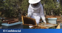 La solución europea para salvar a las abejas que España no puede replicar