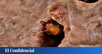 Dos especies de termitas invasoras se aparean y generan un 'híbrido' que hace saltar las alarmas