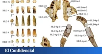 Un diente para confundirlos a todos: descubren restos humanos inclasificables