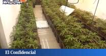 Treinta y seis detenidos por explotar a personas para trabajar en plantaciones de marihuana