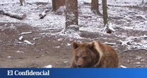 ¿Qué está pasando con los osos? Las muertes por ataque de este animal baten récords en Japón