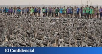 Fuente de Piedra se viste de rosa con 40.000 flamencos en la mayor laguna de Andalucía