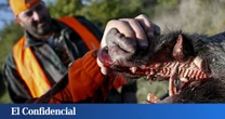 La última batalla del Ejército italiano: controlar a tiros a los jabalíes para salvar su 'prosciutto'