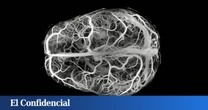 Hacen un experimento con cerebros humanos y descubren que 'leer la mente' es perfectamente posible