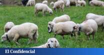 Los agricultores y ganaderos andaluces recomiendan la vacunación frente a la lengua azul