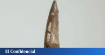 Ni estafa ni falsificación: compra online un diente de dinosaurio y se enfrenta a un problema mucho más grave
