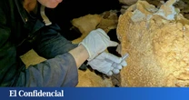 Exploran una cueva en Australia y encuentran un raro animal sin ojos: “No se parece a nada que haya visto”