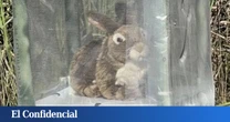 Si la preguntas es: "¿Cómo contener una plaga de serpientes?" La respuesta de EEUU es: "con conejitos-robot"