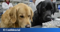 Antes de los síntomas y con un 98 % de acierto: los perros pueden 'oler' algo que en España sufren 300.000 personas