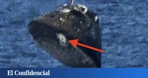 A la nave Orion de Artemis II parece faltarle un trozo y la NASA se ha visto obligada a dar una explicación