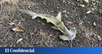 Un tiburón martillo cae del cielo en un campo de golf y la ciencia trata de dar una explicación