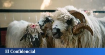 "Apadrina a una churra": el plan para salvar a una oveja sevillana con sólo 600 ejemplares