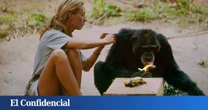 Dónde ver el documental sobre Jane Goodall, realizado a partir de 100 horas de grabaciones inéditas