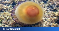 Las medusas 'huevo frito' y los dragones azules toman las playas de Andalucía este verano: cómo protegerte