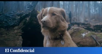 Una historia de terror desde el punto de vista de un perro: la película que ha conquistado EEUU llega al Festival de Sitges