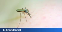 Solo los mosquitos hembra pican, ¿pero fue siempre así? Un fósil apunta a que los machos succionaron sangre