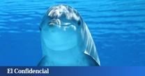 Científicos aseguran que estamos a punto de poder hablar con otras especies animales