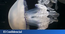 Científicos españoles encuentran un uso sorprendente para las medusas y dan solución a un problema importante para la pesca