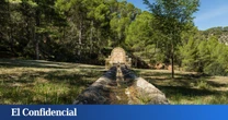 La paradoja de la desertificación: los bosques valencianos crecen más del 45% en dos décadas