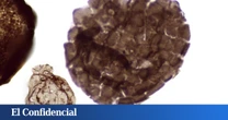 Una roca en Australia de hace 1.700M de años obliga a replantear el origen de la vida