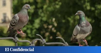 Ni blanco ni gris: un estudio revela los colores de coche que más atraen a las palomas para defecar