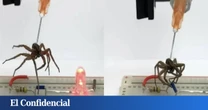 Hacen un experimento con arañas muertas y consiguen convertirlas en robots biohíbridos