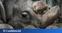 En 1977, un extraño rinoceronte nació en un zoo: hoy sabemos que no debió existir (pero podría salvar a toda una especie)