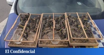 Detenido en Alicante por intentar transportar 83 jilgueros a Argelia en el maletero del coche