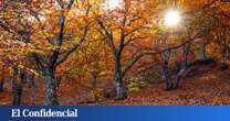 El castañar más mágico de Andalucía para dar un paseo este otoño, según National Geographic