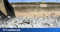 EEUU electrifica el agua de sus ríos: el objetivo es frenar una amenaza procedente de Asia