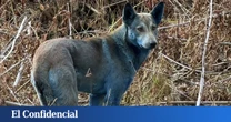 Tres perros en Chernóbil 'se vuelven' azules y la ciencia trata de dar una explicación
