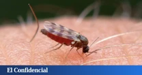 Ni la ropa ni el grupo sanguíneo: la razón por la que te pican los mosquitos tal vez esté dentro de tu intestino