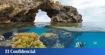 La Bluewave Alliance colabora con SeaWilding en la proyección de 'Ocean', el último documental del biólogo David Attenborough