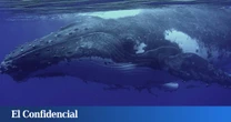 La ‘charla’ con una ballena que puede ayudarnos a encontrar inteligencias extraterrestres