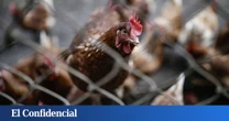 España prohíbe la cría de aves al aire libre a partir de esta fecha