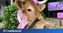 Estas son las cuatro finalistas de 'Miss Vaca 2025', el concurso de belleza bovino de Televisión de Galicia