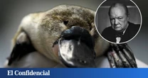En 1943, Australia regaló un ornitorrinco a Churchill: hoy sabemos que nos mintieron sobre por qué murió