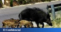 De Doñana a Cabañeros: jabalíes y ciervos arrasan los parques nacionales