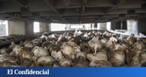 La crisis del ajo golpea a la Cuenca vaciada: "No sale a cuenta por ningún lado"