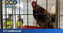 Drogas y (más) peleas de gallos en Coristanco: el “fuerte cacareo” delató el galpón del ring