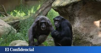 Unos chimpancés inician un ataque fratricida y la ciencia no puede entenderlo: "Me resulta difícil de asimilar"