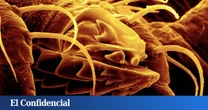 La picadura de este insecto típico del verano puede hacer que nunca vuelvas a comerte un chuletón