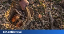 Comienza la temporada de setas: los lugares de España para recogerlas a los que tienes que ir sí o sí