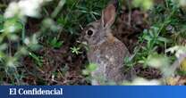 Los conejos están destruyendo la agricultura de Madrid: la culpa es de las infraestructuras