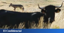 Europa aprueba la caza del lobo: en España se podrá controlar también al sur del Duero
