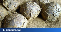 Francia realiza una excavación y encuentra más de 100 extraños huevos de 5 kg cada uno de hace 72M de años