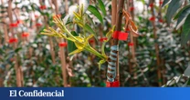 Dentro del laboratorio que produce el pistacho español tres veces más rápido