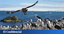 La paradoja de los pingüinos: sus excrementos protegen la atmósfera, pero contaminan la Antártida