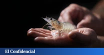 El sueño 'noruego' de langostinos ecológicos que se hizo realidad en plena meseta castellana
