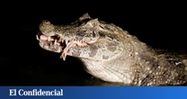Unos pescadores capturan un caimán yacaré en el pantano de Almansa (Albacete)